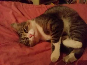 Gato raça Angora idade 2 anos nome Guri 