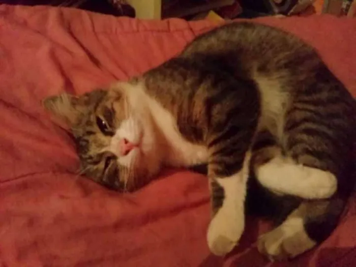 Gato ra a Angora idade 2 anos nome Guri