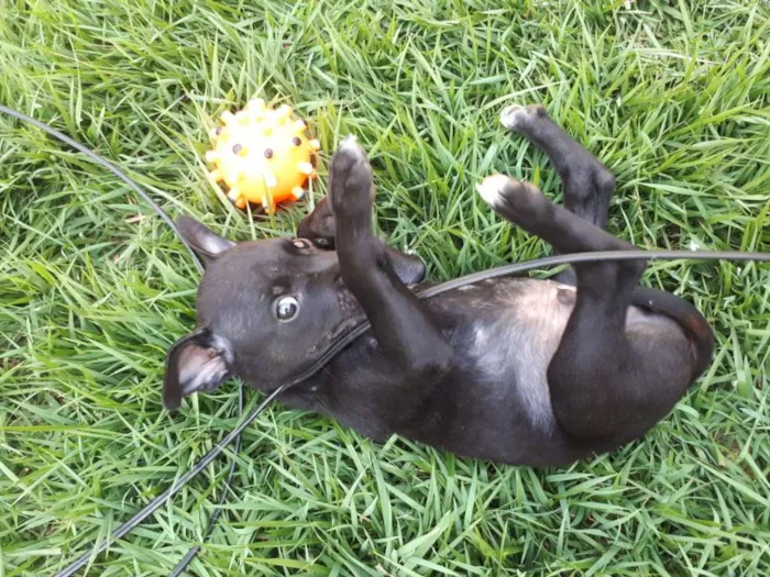 Cachorro ra a Vira Lata idade Abaixo de 2 meses nome Sem nome