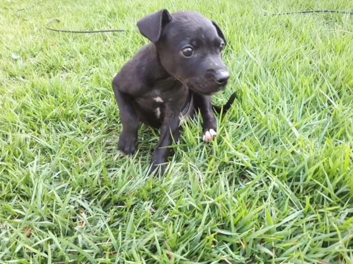 Cachorro ra a Vira Lata idade Abaixo de 2 meses nome Sem nome
