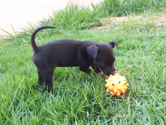 Cachorro ra a Vira Lata idade Abaixo de 2 meses nome Sem nome
