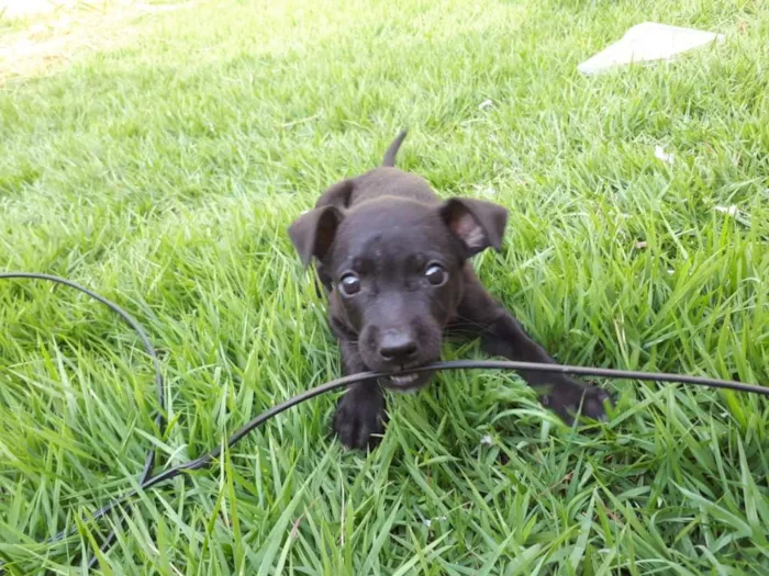 Cachorro ra a Vira Lata idade Abaixo de 2 meses nome Sem nome
