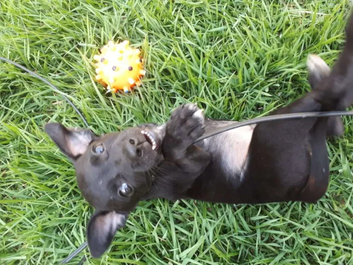 Cachorro ra a Vira Lata idade Abaixo de 2 meses nome Sem nome