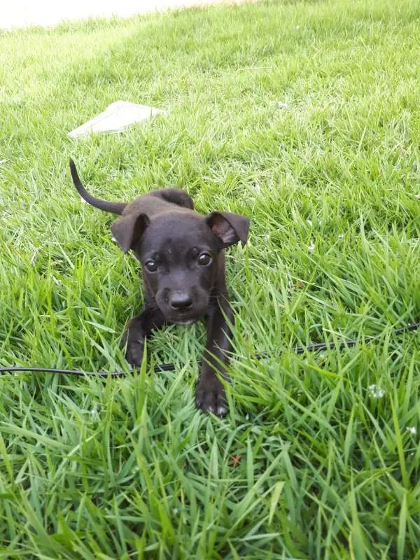 Cachorro ra a Vira Lata idade Abaixo de 2 meses nome Sem nome