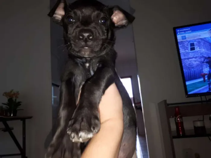 Cachorro ra a Vira Lata idade Abaixo de 2 meses nome Sem nome