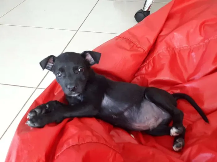Cachorro ra a Vira Lata idade Abaixo de 2 meses nome Sem nome