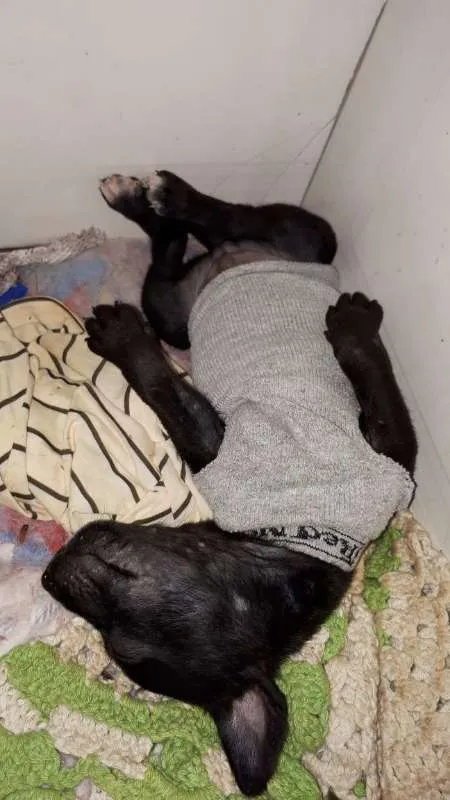 Cachorro ra a Vira Lata idade Abaixo de 2 meses nome Sem nome