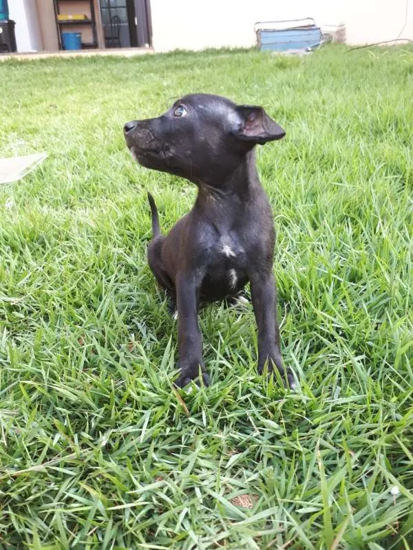 Cachorro ra a Vira Lata idade Abaixo de 2 meses nome Sem nome