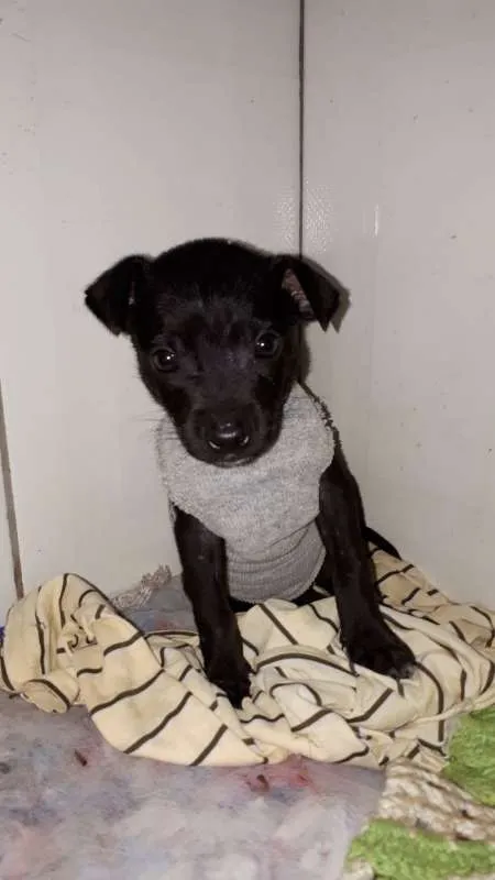 Cachorro ra a Vira Lata idade Abaixo de 2 meses nome Sem nome