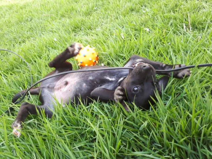 Cachorro ra a Vira Lata idade Abaixo de 2 meses nome Sem nome