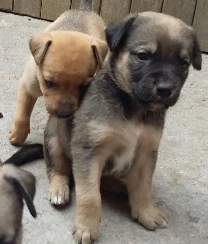 Cachorro ra a Vira Lata idade Abaixo de 2 meses nome Sem nome