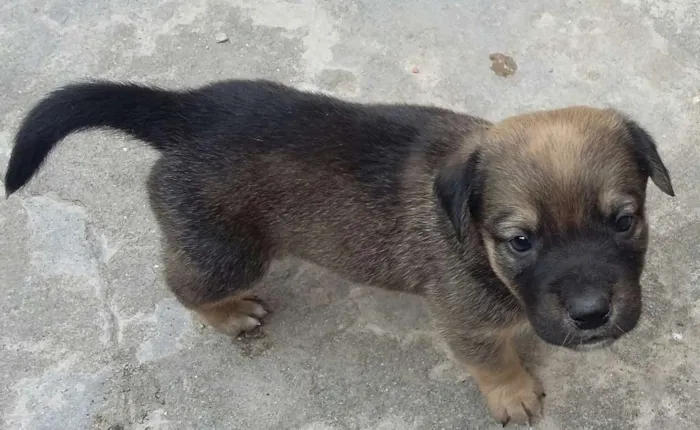 Cachorro ra a Vira Lata idade Abaixo de 2 meses nome Sem nome