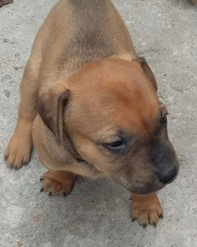 Cachorro ra a Vira Lata idade Abaixo de 2 meses nome Sem nome