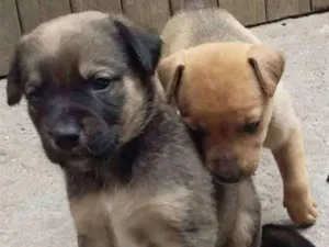 Cachorro raça Vira Lata idade Abaixo de 2 meses nome Sem nome