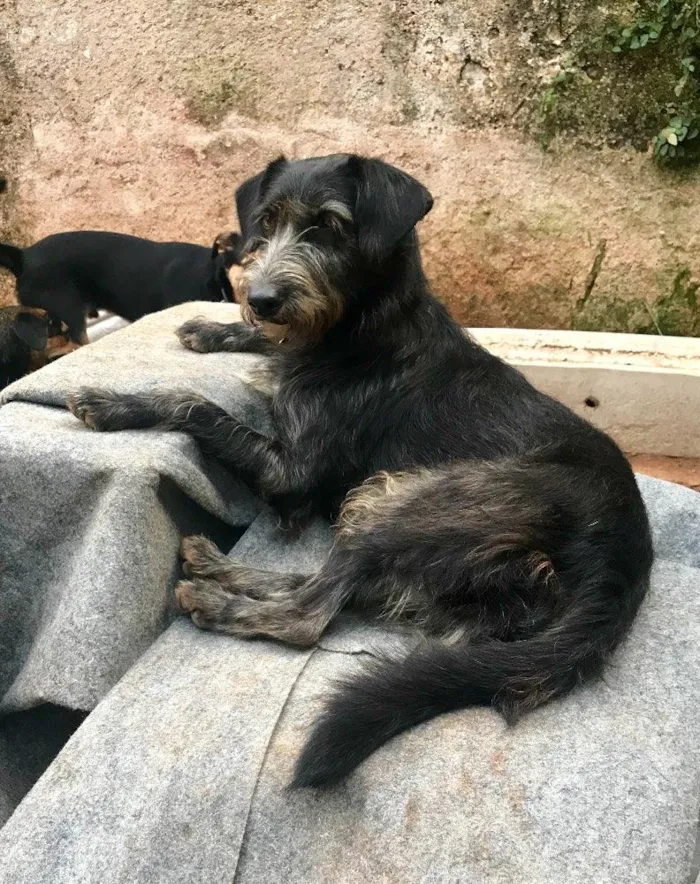 Cachorro ra a SRD idade  nome Julia