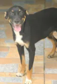 Lucy Filhotinha Peq