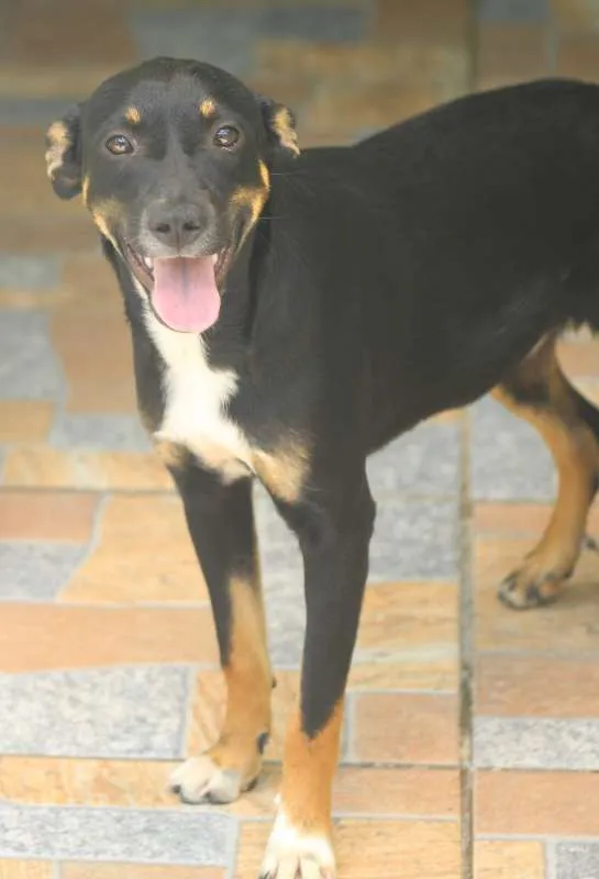 Cachorro ra a  idade 7 a 11 meses nome Lucy Filhotinha Peq