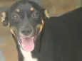 Lucy Filhotinha Peq