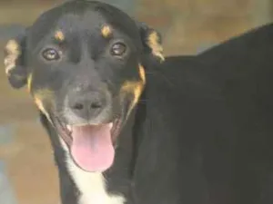 Cachorro raça  idade 7 a 11 meses nome Lucy Filhotinha Peq