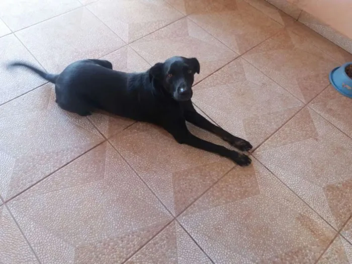 Cachorro ra a Vira lata/labrador idade 3 anos nome Graan