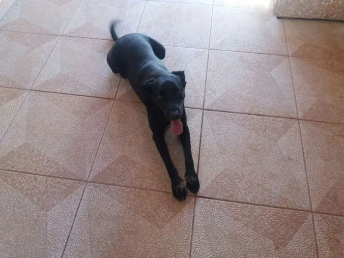 Cachorro ra a Vira lata/labrador idade 3 anos nome Graan