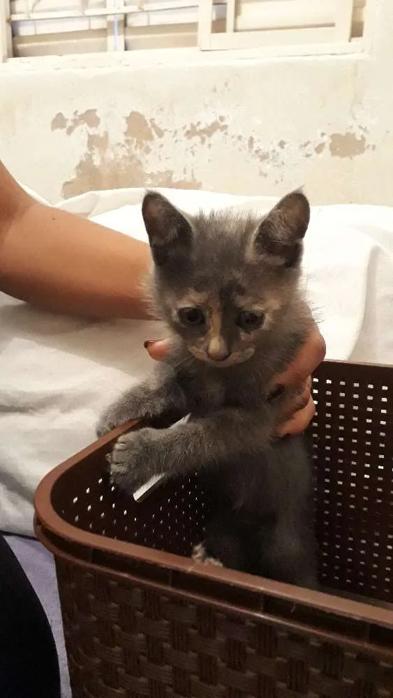 Gato raça  idade Abaixo de 2 meses nome Maria 