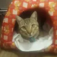 Oliver