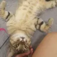 Oliver