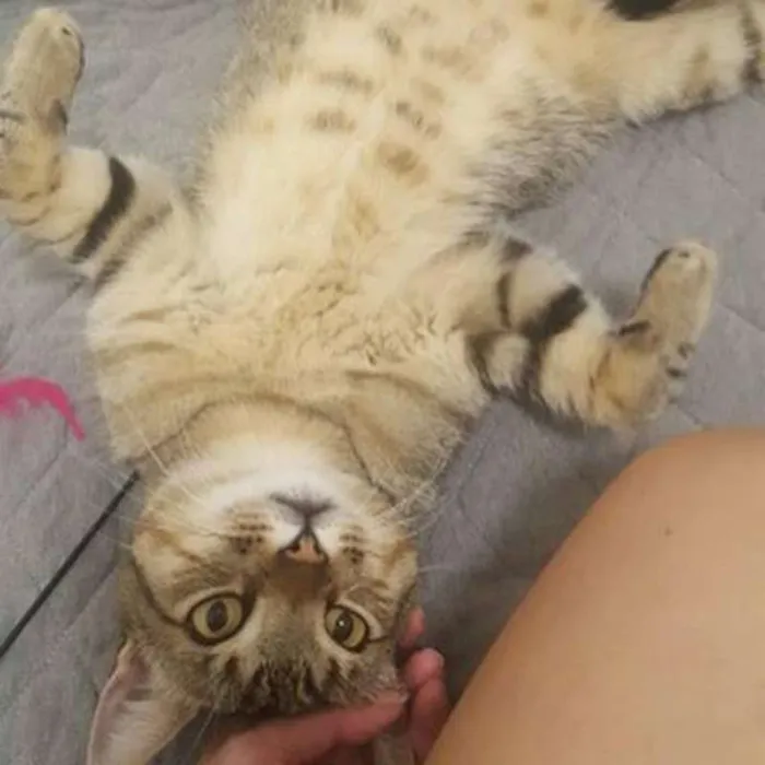 Gato ra a SRD idade 3 anos nome Oliver