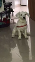 Flocos