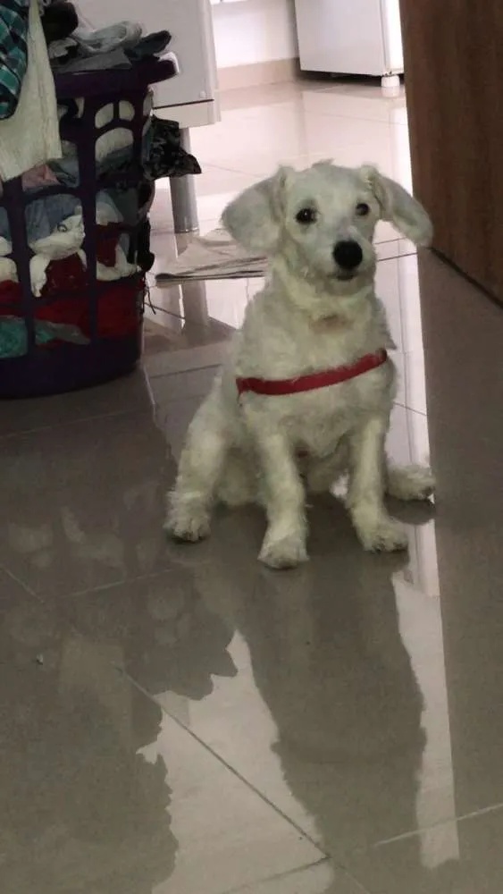 Cachorro ra a Vira lata  idade 2 a 6 meses nome Flocos