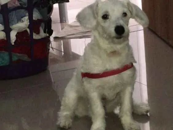Cachorro ra a Vira lata  idade 2 a 6 meses nome Flocos