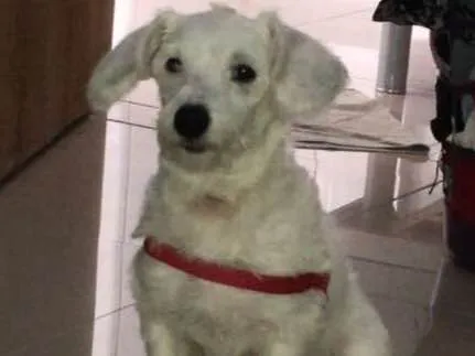 Cachorro ra a Vira lata  idade 2 a 6 meses nome Flocos