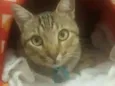 Oliver