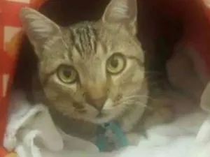 Gato raça SRD idade 3 anos nome Oliver