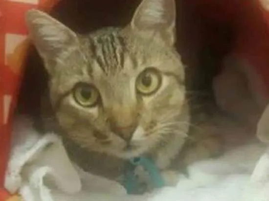 Gato ra a SRD idade 3 anos nome Oliver