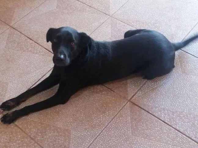 Cachorro ra a Vira lata/labrador idade 3 anos nome Graan