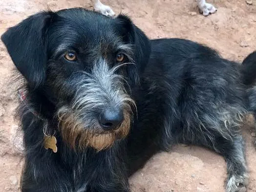 Cachorro ra a SRD idade  nome Julia