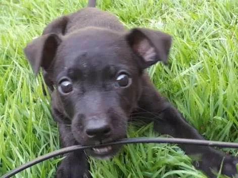 Cachorro ra a Vira Lata idade Abaixo de 2 meses nome Sem nome