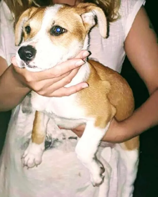 Cachorro ra a  idade 2 a 6 meses nome Brenda