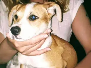 Cachorro raça  idade 2 a 6 meses nome Brenda