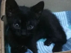 Gato raça  idade 2 a 6 meses nome Indefinido