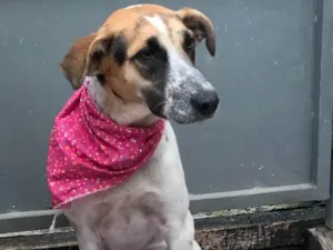 Cachorro raça SRD idade  nome Carol