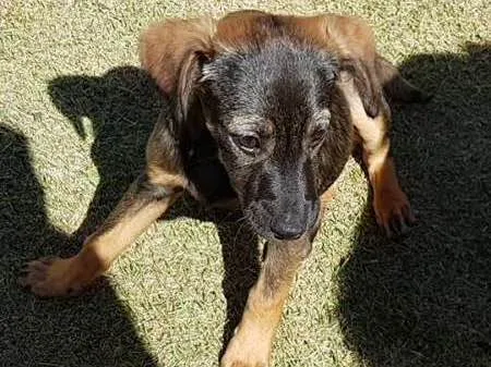 Cachorro ra a incerteza idade Abaixo de 2 meses nome Filhote sem nome