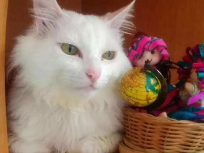 Gato ra a SRD idade 4 anos nome Marie