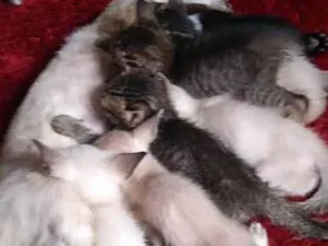 Gato raça Vira lata idade 1 ano nome Nina