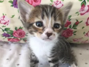 Gato raça SRD idade Abaixo de 2 meses nome QUERIS