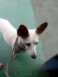 Xuxa