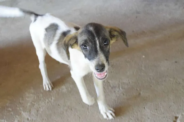 Cachorro raça Vira Lata idade 2 a 6 meses nome Junior