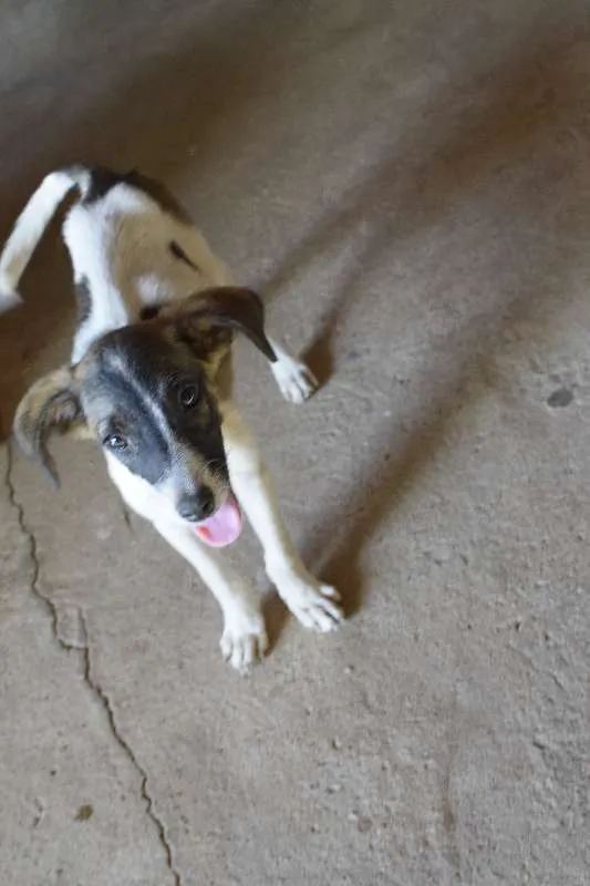 Cachorro raça Vira Lata idade 2 a 6 meses nome Junior